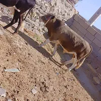 گوساله نر اولشتن