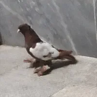 کبوتر ریحانی ارکح