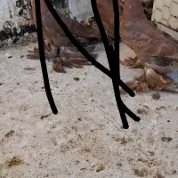 کبوتر|پرنده|اهر, |دیوار