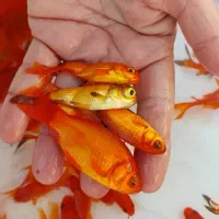 ماهی قرمز مخلوط خوشرنگ و غذاخورده