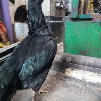 مرغ لاری نژاد دار