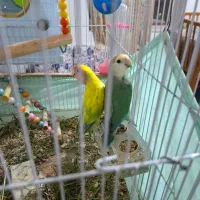 طوطی برزیلی|پرنده|چالوس, |دیوار