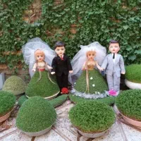 باعرض سلام.انواع سبزه برای جشن ها|گل و گیاه طبیعی|صحنه, |دیوار