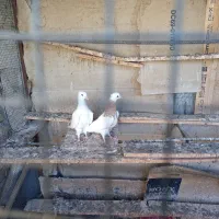 جوجه تازه دانه خورشده|پرنده|لامرد, |دیوار