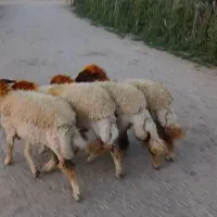 بره ماده سنجابی