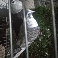 مخملی کلکسیونی