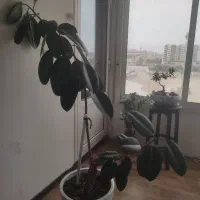 فیکوس سبز بزرگ