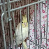 عروس هلندی|پرنده|چهاردانگه (تهران), |دیوار