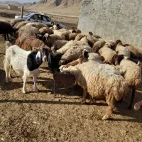 60راس میش آبستن سنگین با ۳۰تا بز جوان
