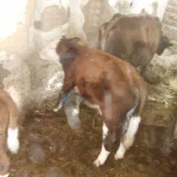 گوساله نر سیمینتال|حیوانات مزرعه|باوله, |دیوار