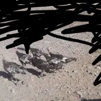 بوقلمون محلی