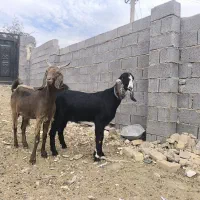 تیشتر بز آبستن