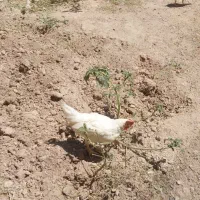 مرغ و خروس نیمچه فروش فوری زیر قیمت