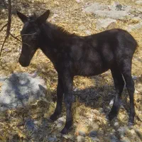 قاطر و مادیون