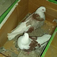 کبوتر پشتار