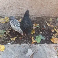 جوجه مرغ محلی