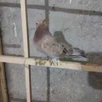 سلام خدمت دوستان پنج تا کفتر دونه ای ۱۵۰۰|پرنده|ری, ولی آباد|دیوار