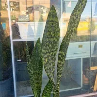 سانس پوست ماری|گل و گیاه طبیعی|بیرجند, |دیوار