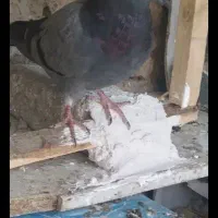 کفتر|پرنده|آبیک, |دیوار