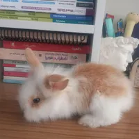 خرگوش نژاد lion head