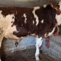 گوساله سیمینتال نر 8ماهه