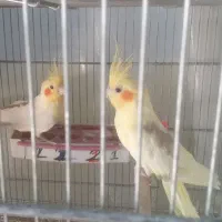 عروس هلندی جفت مولد