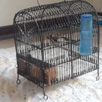 سهره نر (سره) جوجه قفس بخون