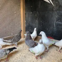 کبوتر|پرنده|لنگرود, |دیوار