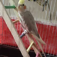 عروس هلندی سرحال