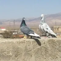 کبوتر|پرنده|نیشابور, مازول|دیوار