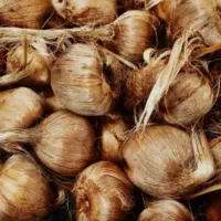 فروش پیاز زعفران در سرزمین