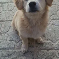 واگذاری سگ اشپیتز گوش افتاده|سگ|کرمانشاه, |دیوار