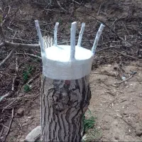 پیوند کاری گردو و انگور موندراپ|خدمات باغبانی و درختکاری|شیروان (خراسان), |دیوار