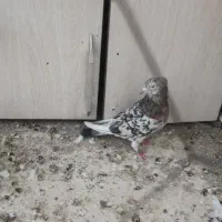 5عدد کبوتر. کفترخوب