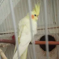 دوعدد عروس هلندی جفت لوتینو و گل باقالی