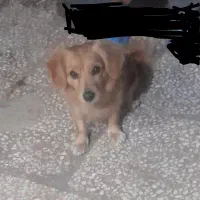 سگ خونگی و دستی