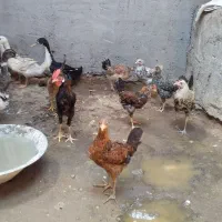اودک‌ ومرغ