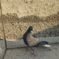 کفتر|پرنده|میانه, |دیوار