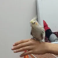 عروس بلندی سخنگو|پرنده|کاشمر, |دیوار