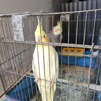 پرنده عروس هلندی