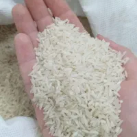 برنج محلی شمال