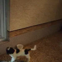 پاپی نر|سگ|خمینی‌شهر, |دیوار