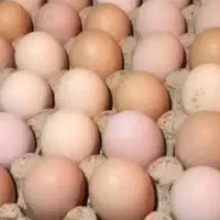 تخم مرغ  نطفه دار . و خوراک