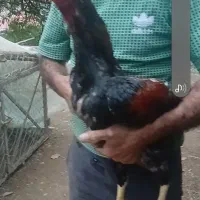 لاری معاوضه با سگ