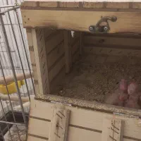 2 جفت عروس هلندی مولد با جوجه و تخم و قفس و وسایل