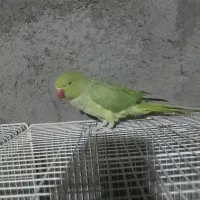 ملنگو ماده سخنگو