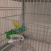قناری رسمی بلند (ماده)