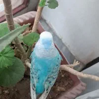 مرغ عشق|پرنده|تبریز, |دیوار