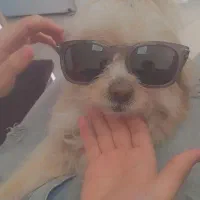 سگ شیتزو بسیار مودب