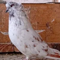 کبوترکاکلی جوانه سرکله دار نسل قدیم 16عدد